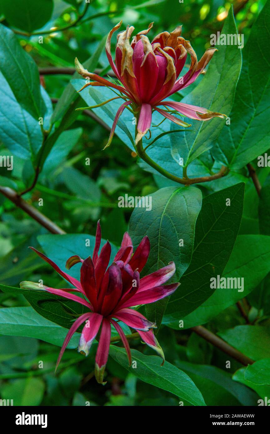 Spice Bush, Calycanthus occidentalis, Cypress Garden, Mill Valley California Stock Photo