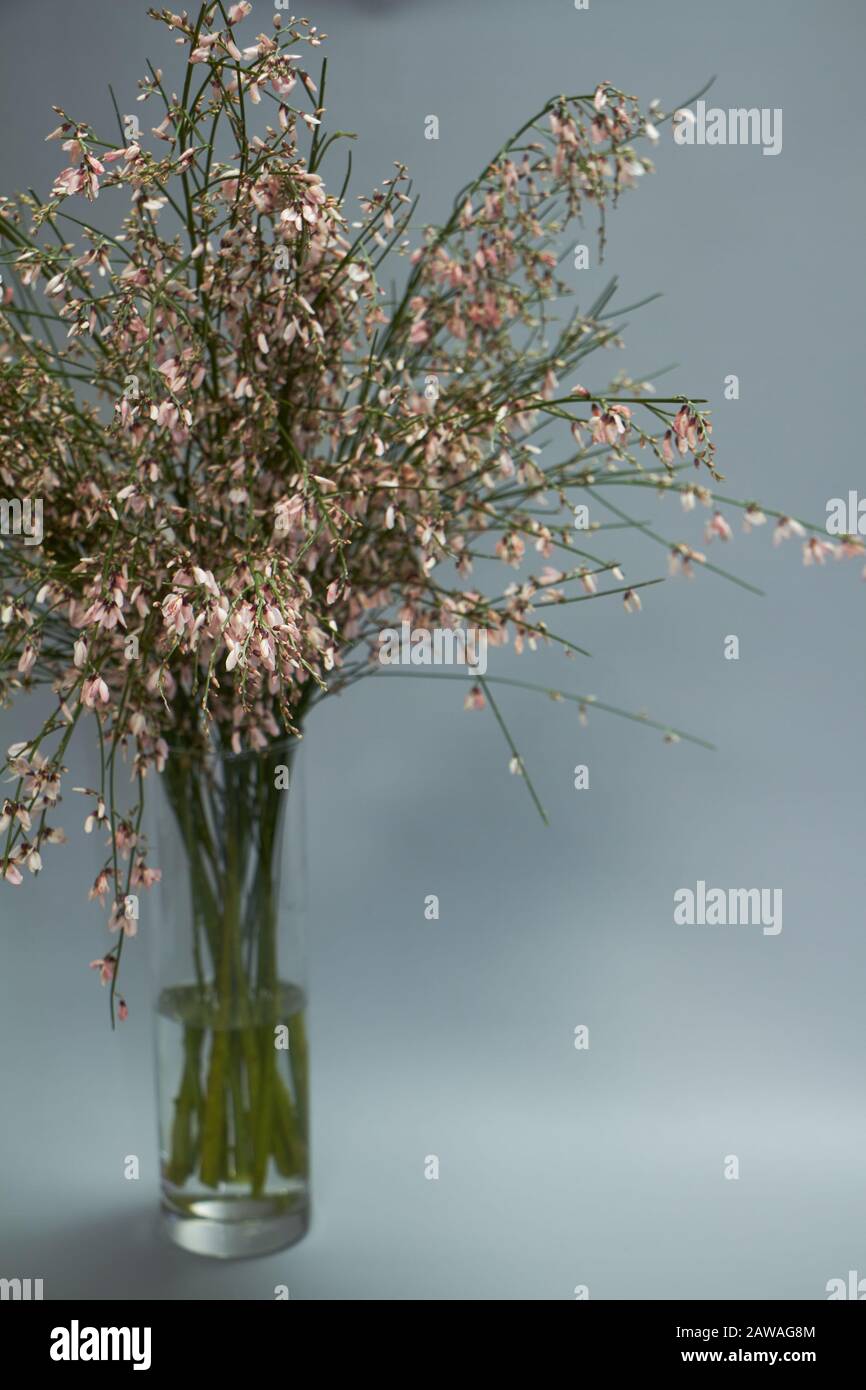Beautiful bouquet of light pink genista cytisus flowers in a glass vase. Selective focus. Stock Photo