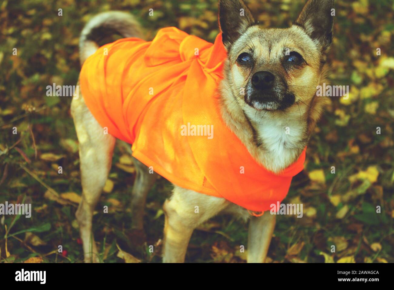 a dog wearing an orange hunting vest to stay safe during hunting season here in New Brunswick, Canada Stock Photo