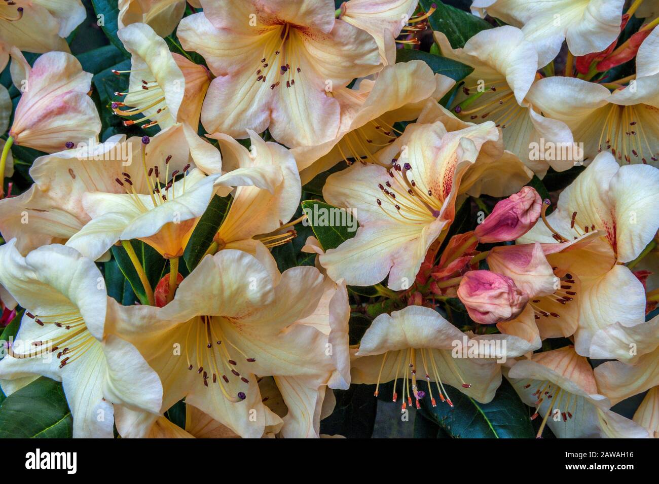 Rhododendron, Ericaceae, Double Eagle, Cypress Garden, Mill Valley, California Stock Photo