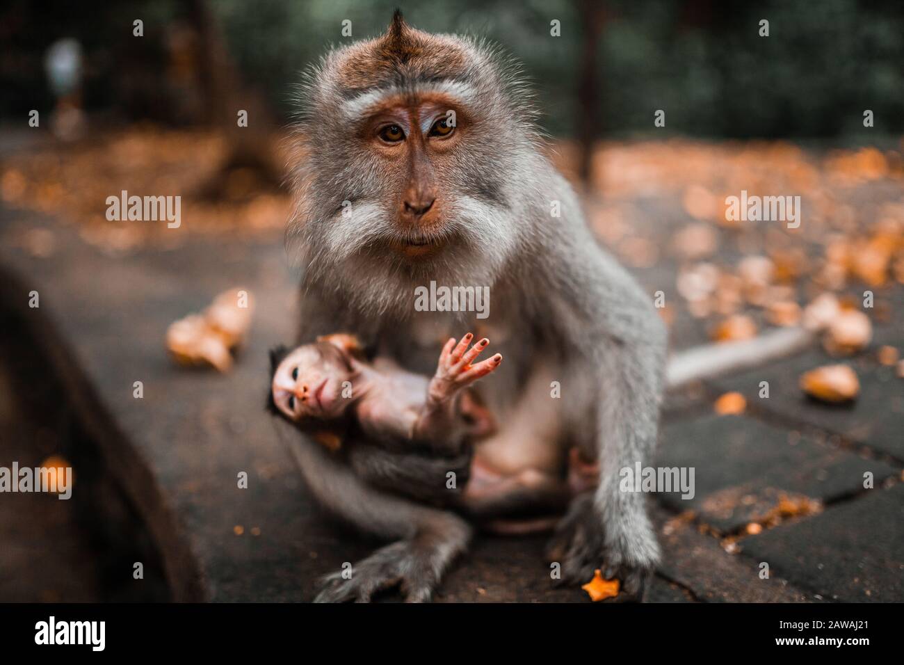 Monkey Holding Food High Resolution Stock Photography And Images Alamy