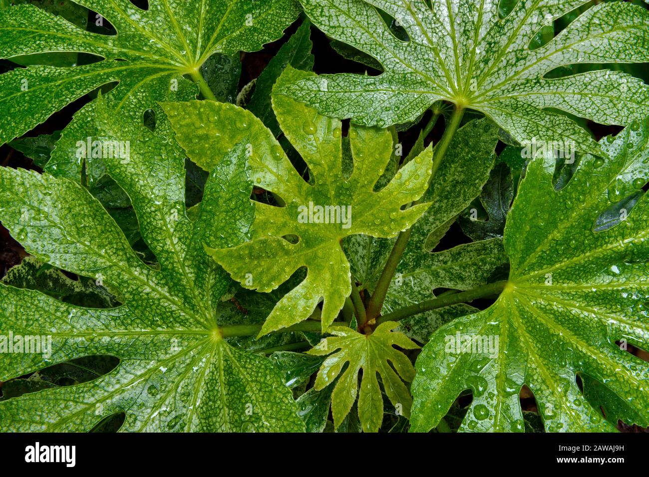 Aralia Japonica, Cypress Garden, Mill Valley, California Stock Photo