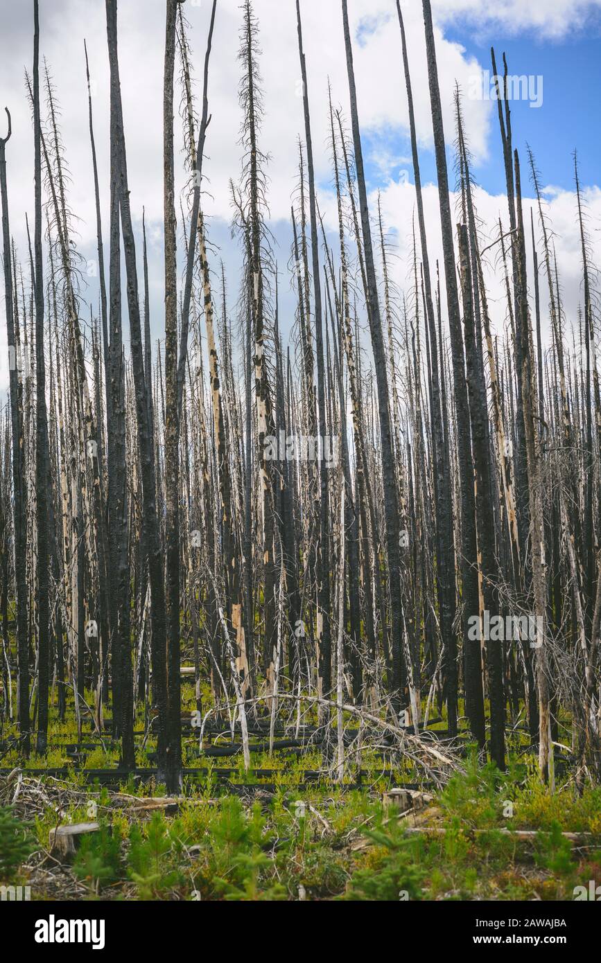 Burnt Trees With Bark Falling Off Stock Photo