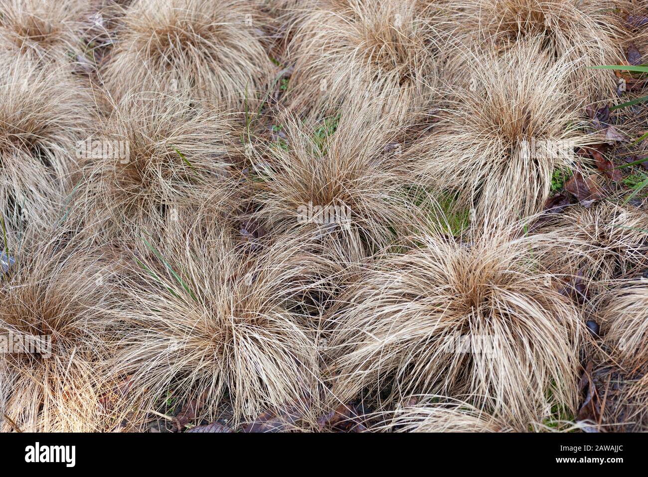 Red-leaved Carex Comans ( Red-leaved New Zealand hair sedge) growing in dense tufts in an English garden. Stock Photo