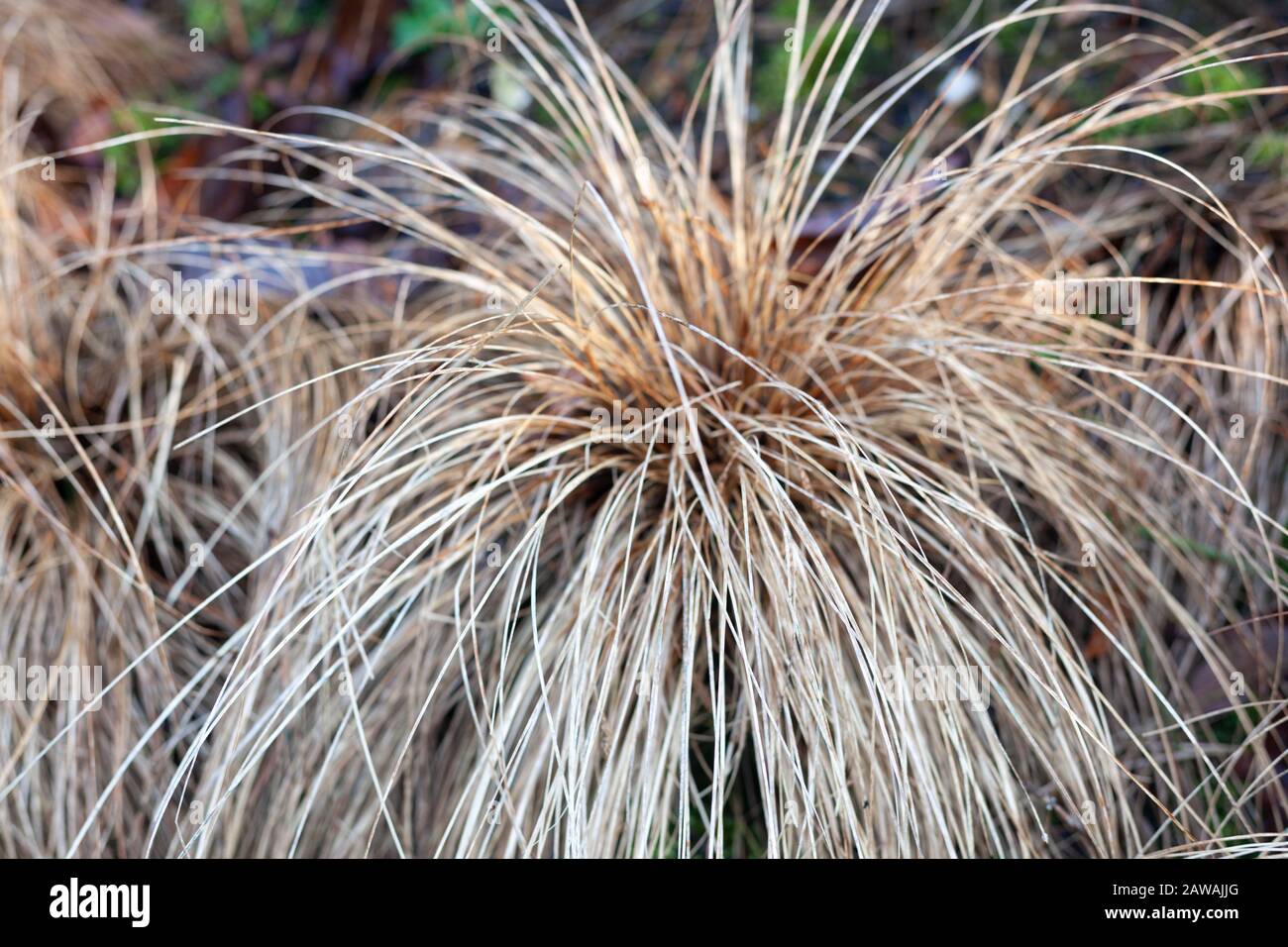 Close-up of the evergreen perennial, red-leaved Carex Comans ( Red-leaved New Zealand hair sedge. Stock Photo