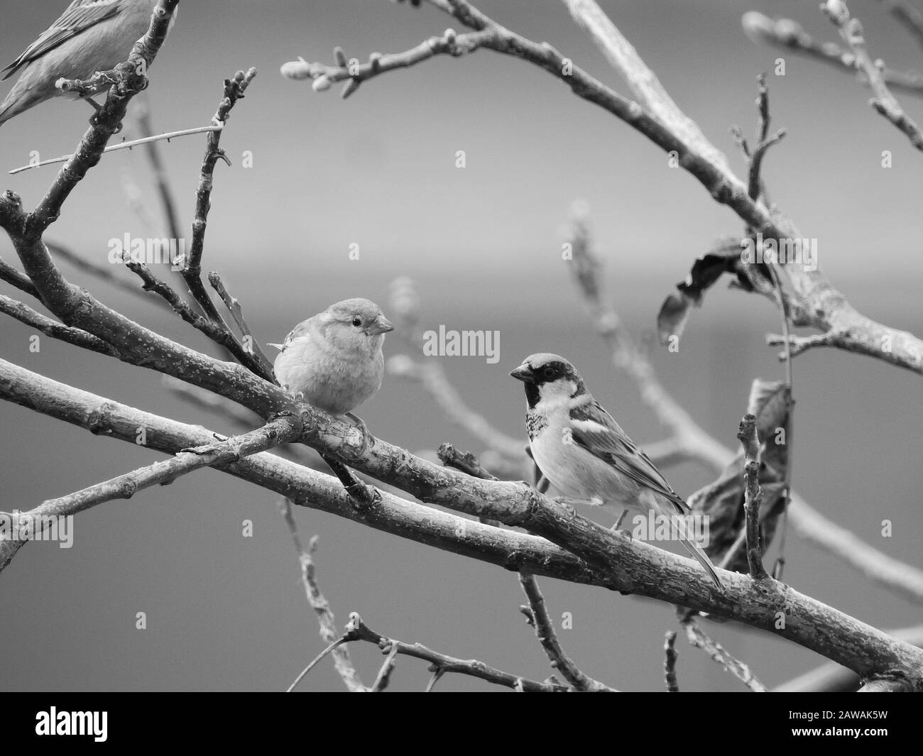Sparrow bird Black and White Stock Photos & Images - Alamy