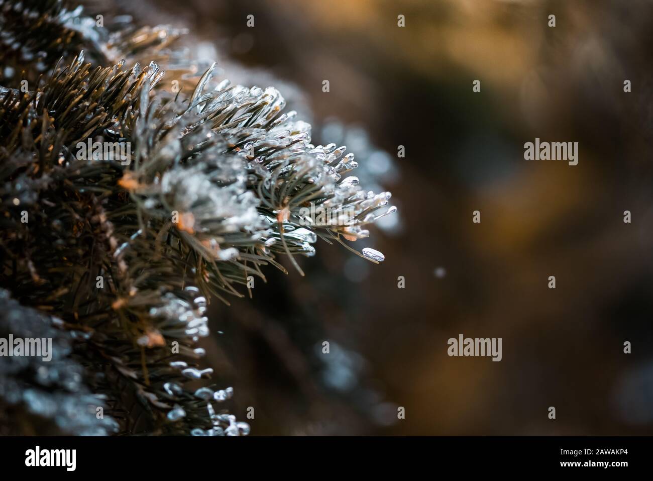 ice crystal balancing on a pine needle of a pine tree outside Stock Photo