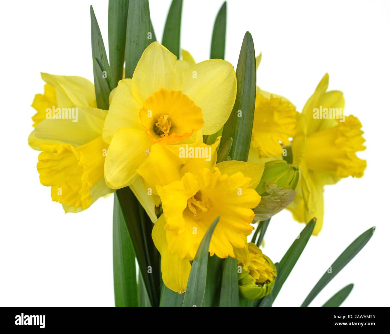 Spring bouquet of flowers isolated on white background. Yellow daffodil ...