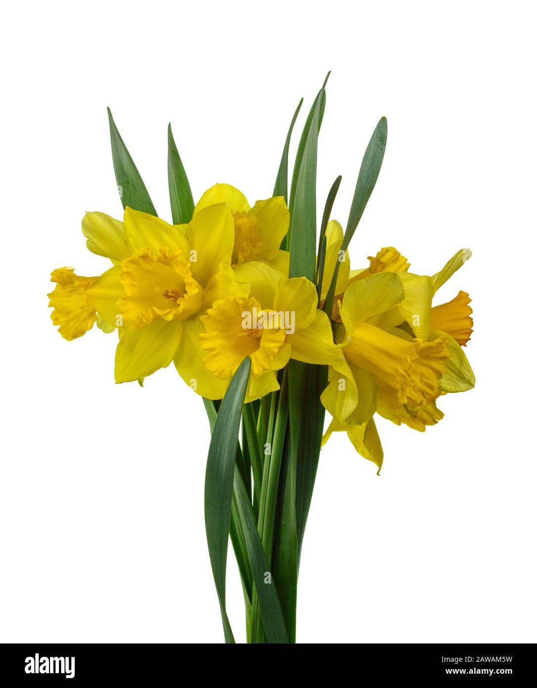 Spring bouquet of flowers isolated on white background. Yellow daffodil ...