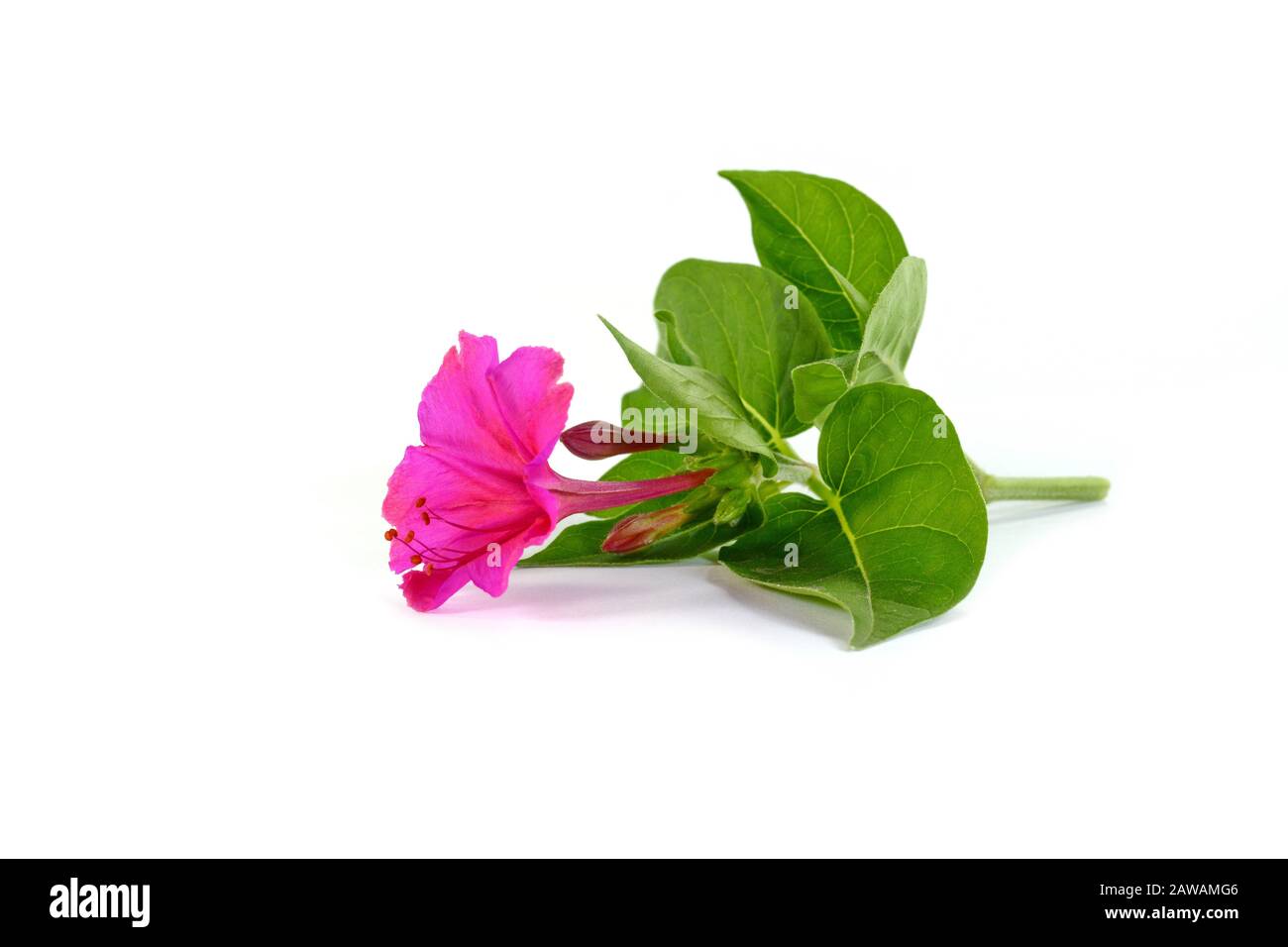 Four O Clock Cut Out Stock Images Pictures Alamy