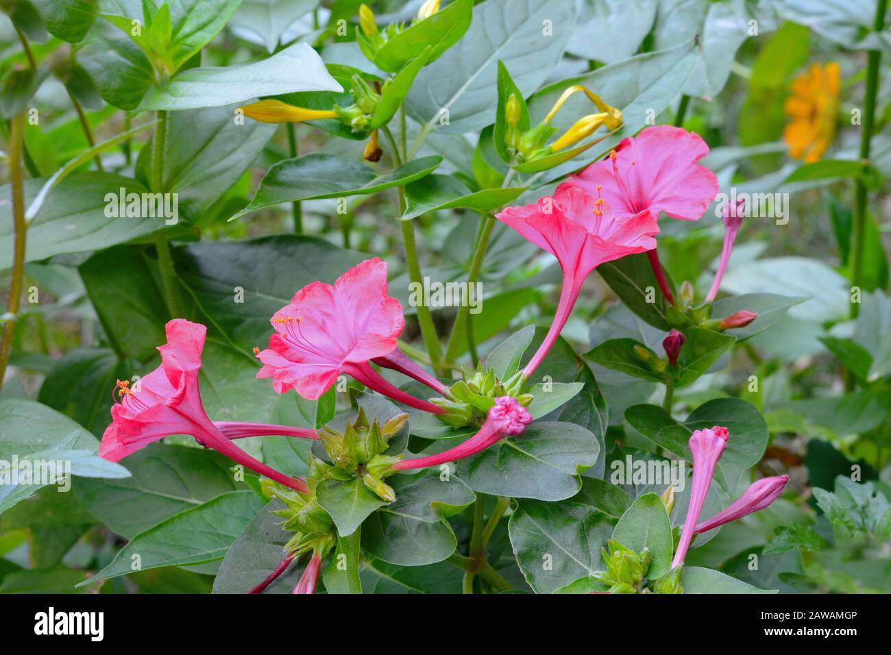 Four O Clock Flower High Resolution Stock Photography And Images Alamy Four O Clock Flower High Resolution Stock Photography And Images Alamy