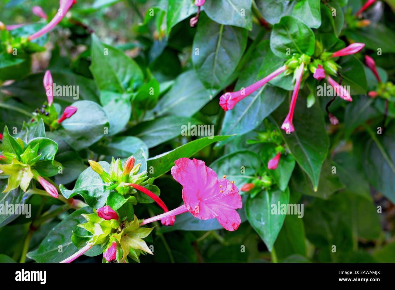 Red four o'clock flower (Mirabilis Jalapa) macro shot. Mirabilis jalapa