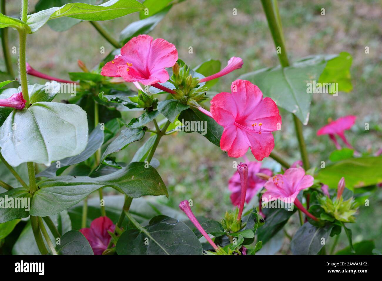 Four O Clock Flower High Resolution Stock Photography And Images Alamy