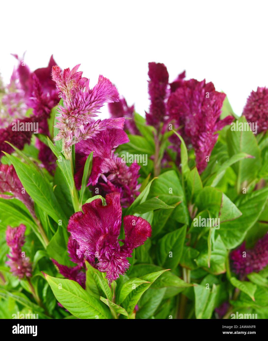 Celosia argentea L. isolated o white. Red, the heat of the flame. Celosia Spicata Deep Purple. Beautiful Red cockscomb flower isolated on white backgr Stock Photo