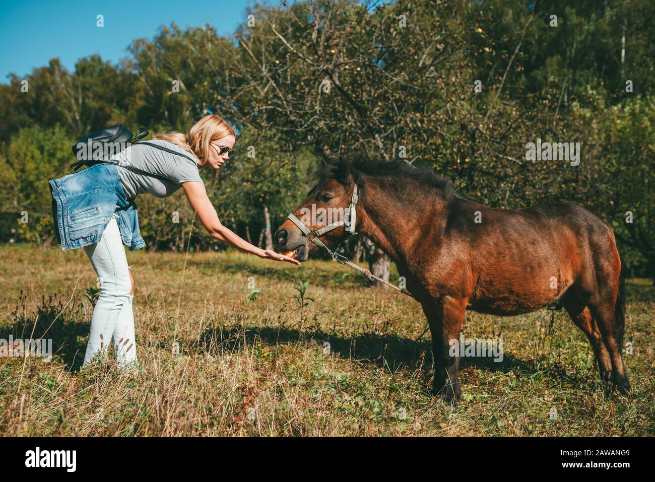 Long-haired beautiful young blonde woman in a pink T-shirt, light blue jeans and tied at the hips denim jacket, bent over and feeding an apple to a Stock Photo