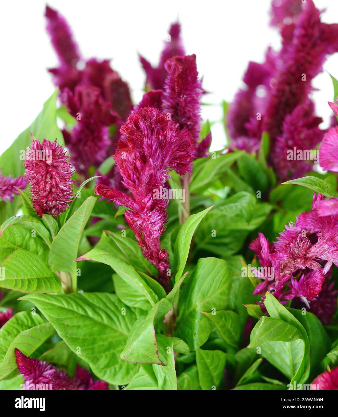Celosia argentea L. isolated o white. Red, the heat of the flame. Celosia Spicata Deep Purple. Beautiful Red cockscomb flower isolated on white backgr Stock Photo