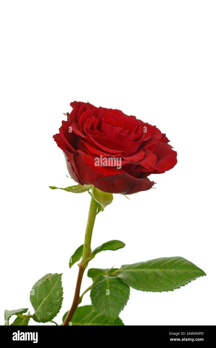 Red rose isolated on white background Stock Photo - Alamy