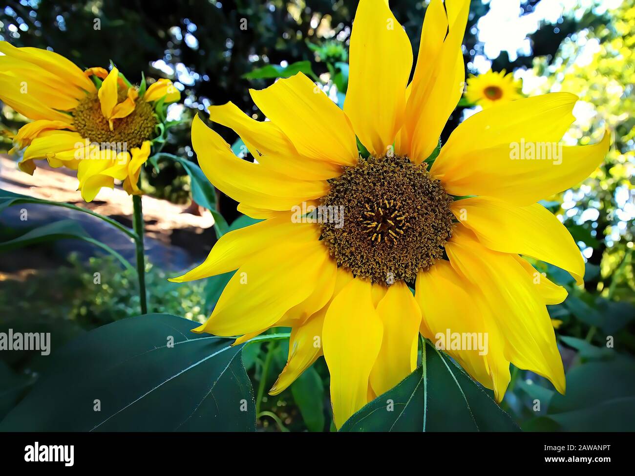 Flowers Bright yellow sunflowers all together in a bunch at the ...