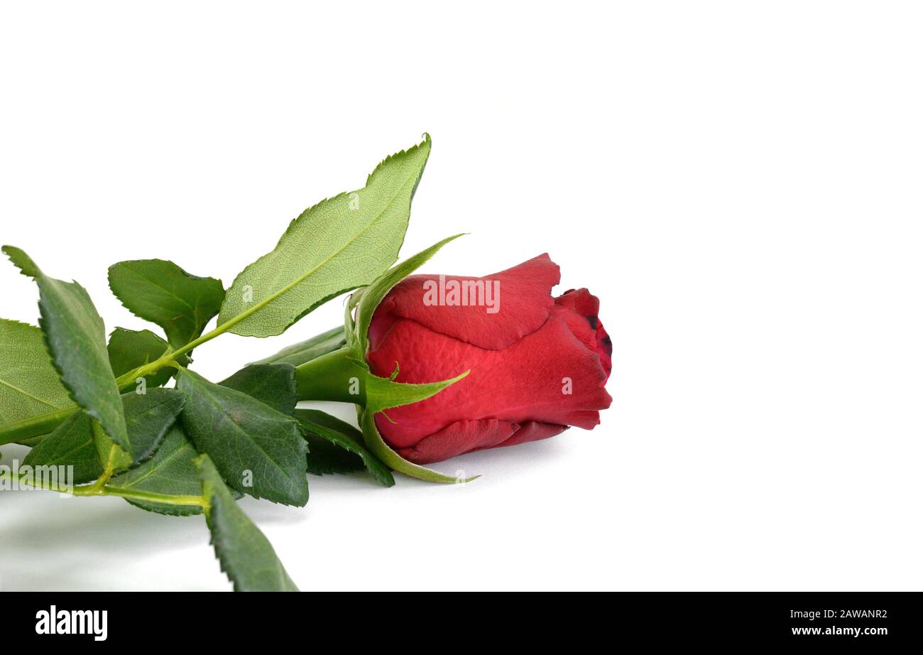 Red rose isolated on white background Stock Photo - Alamy