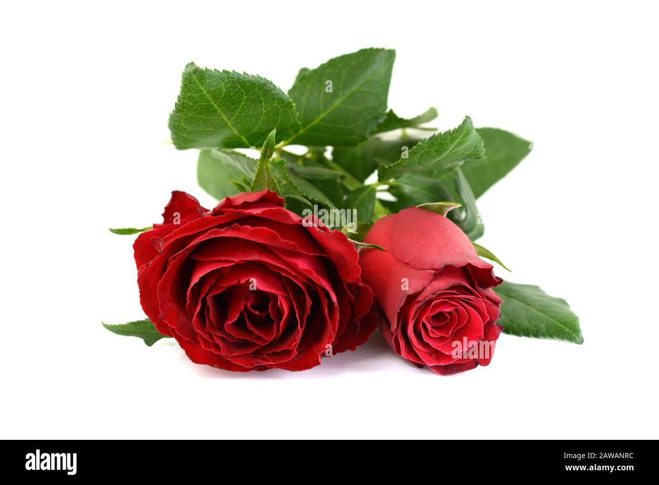 Red rose isolated on white background Stock Photo - Alamy