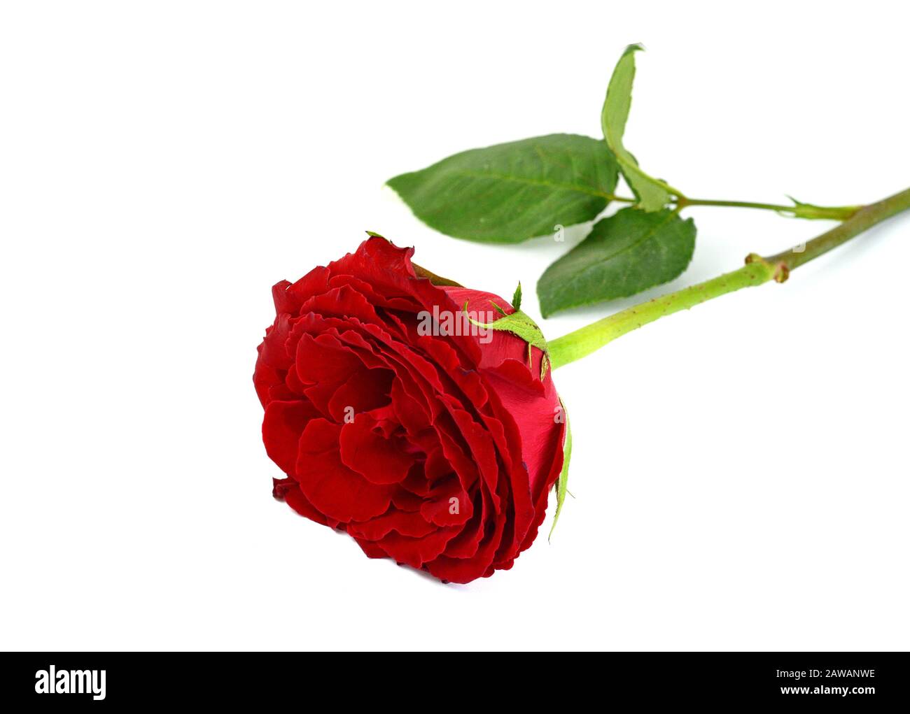 Red rose isolated on white background Stock Photo - Alamy