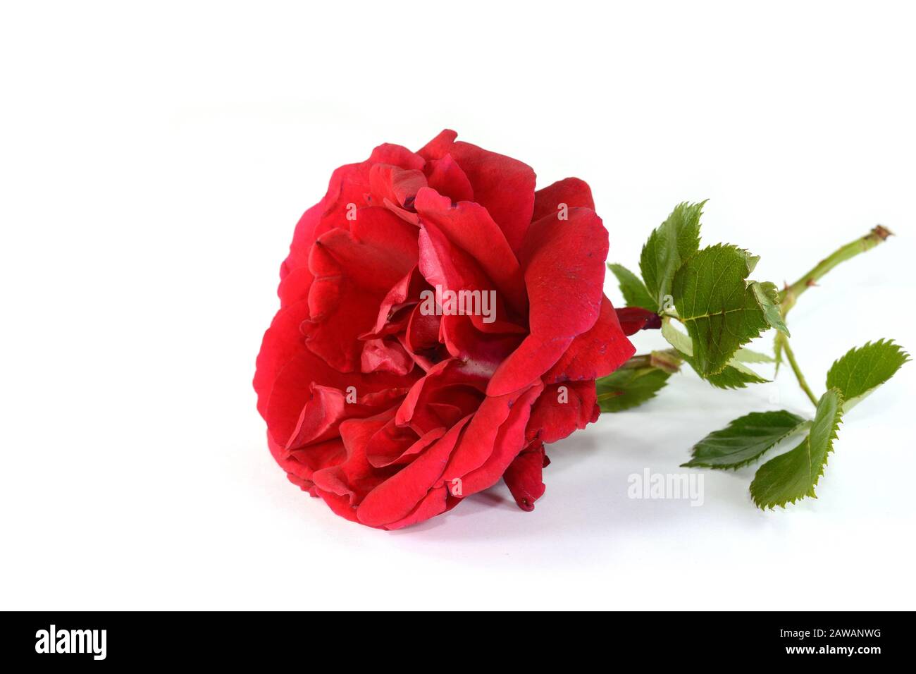 Red rose isolated on white background Stock Photo - Alamy