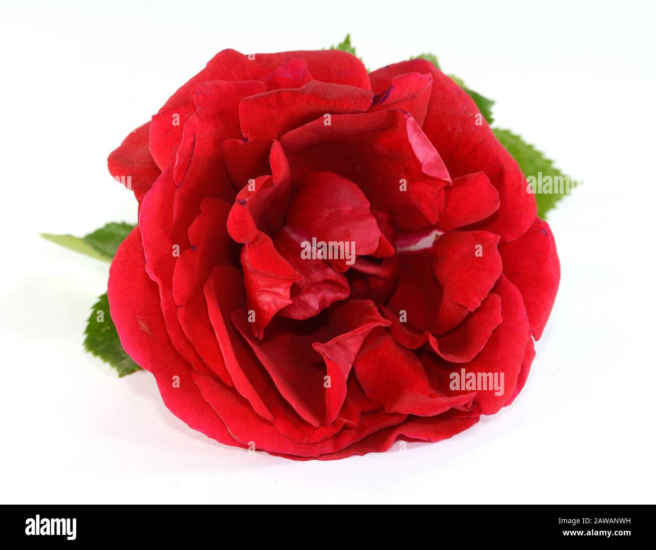 Red rose isolated on white background Stock Photo - Alamy