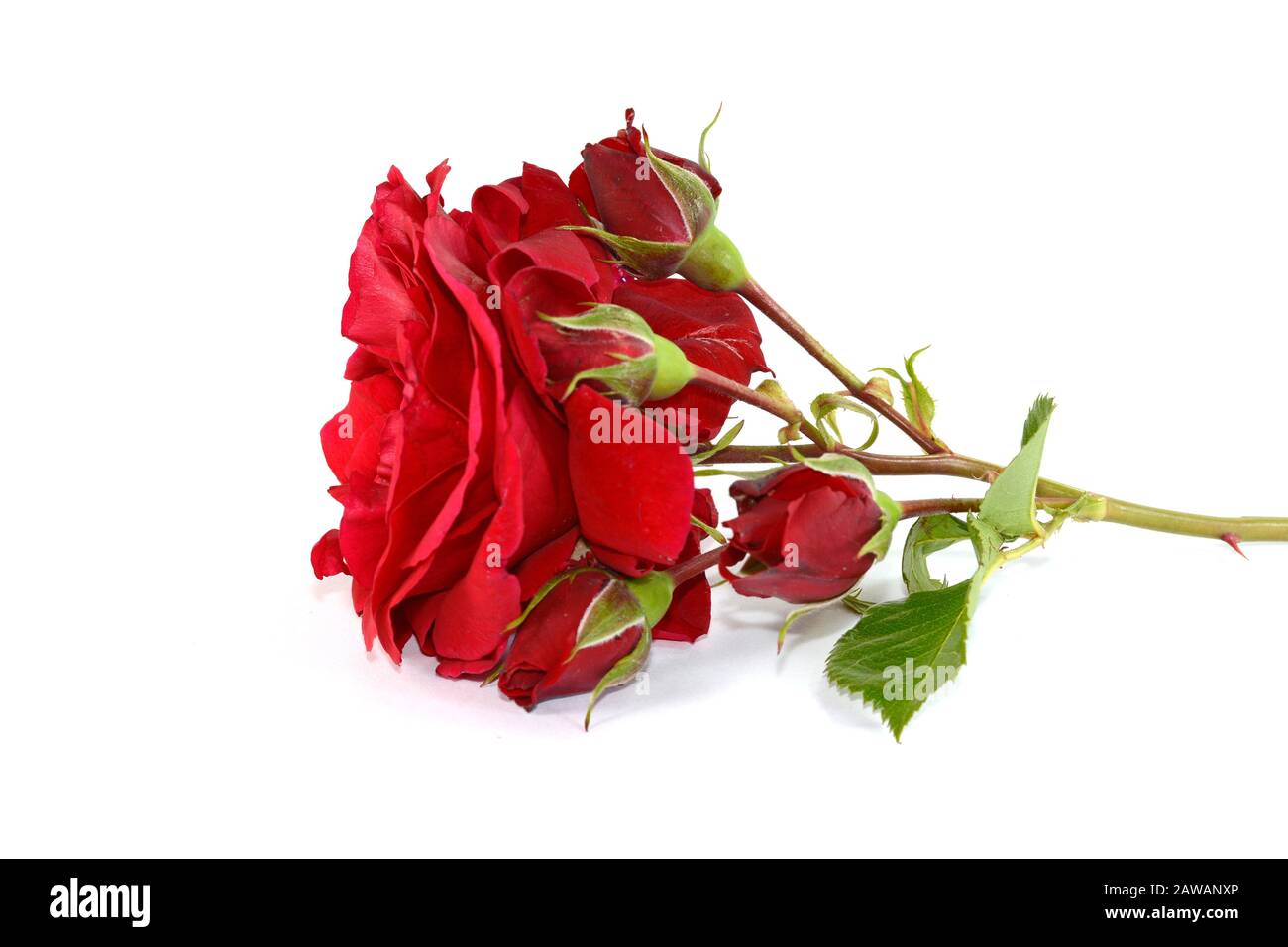 Red rose isolated on white background Stock Photo - Alamy