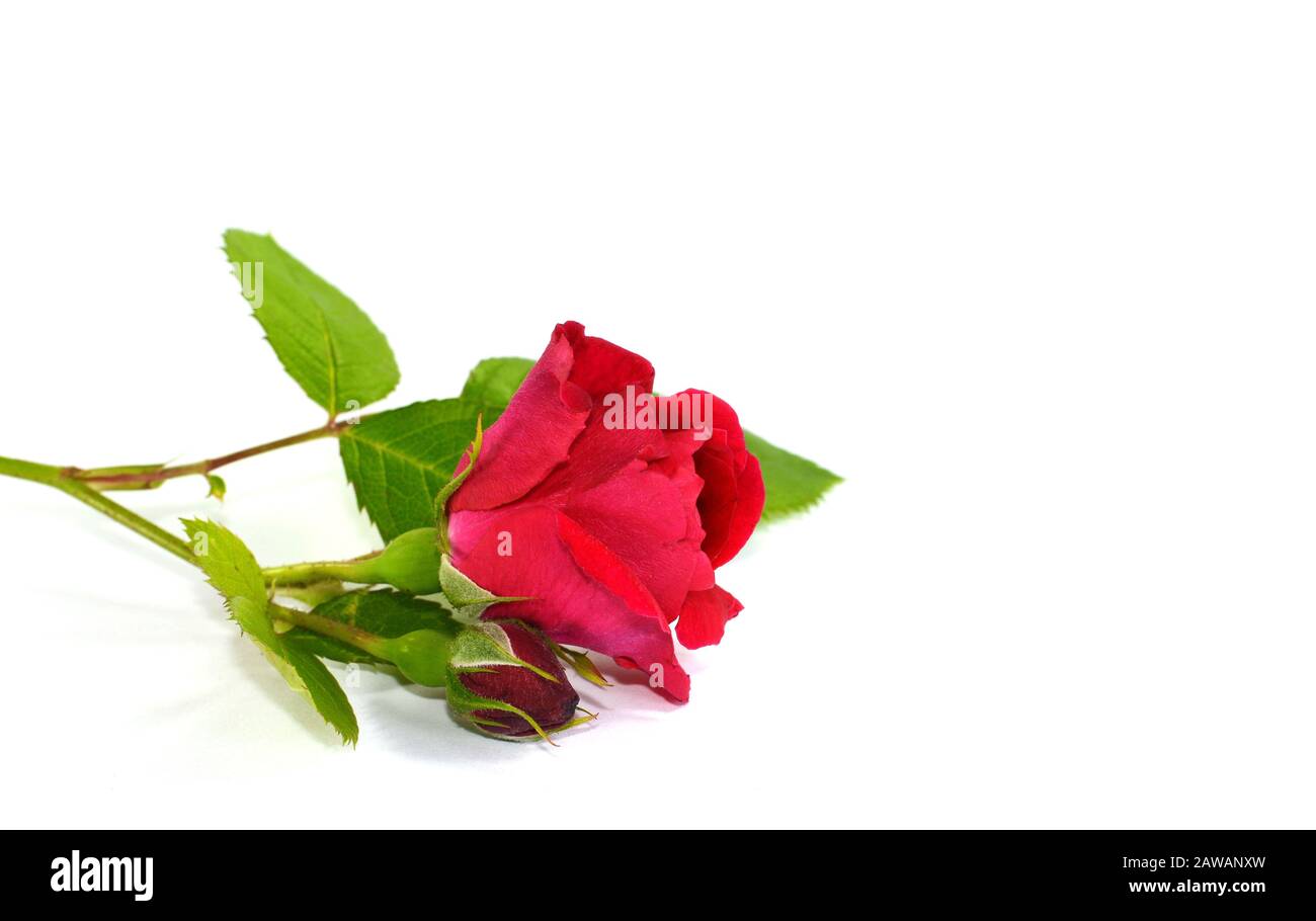 Red rose isolated on white background Stock Photo - Alamy