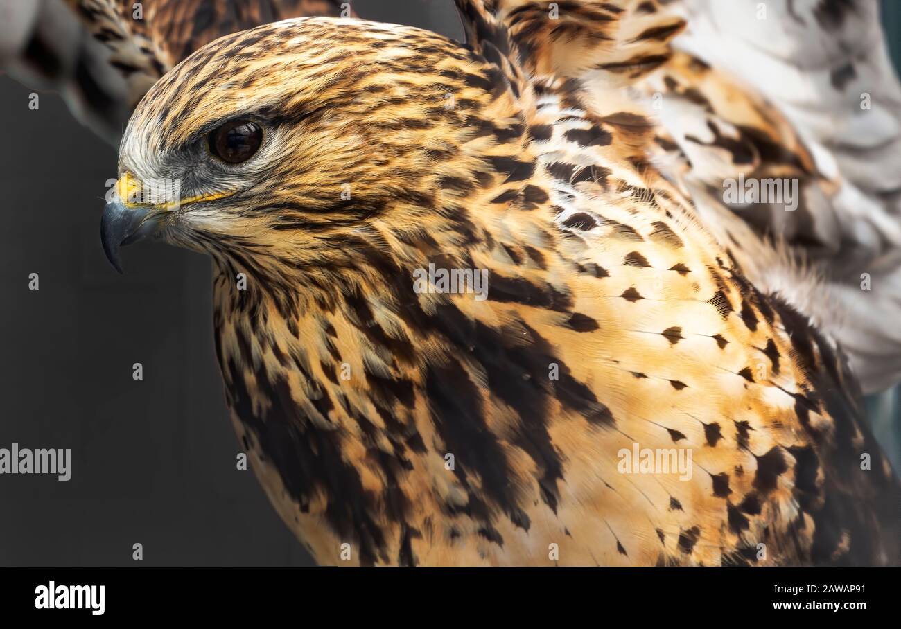 Roughlegged hawk or roughlegged buzzard. Bird of prey from tundra and
