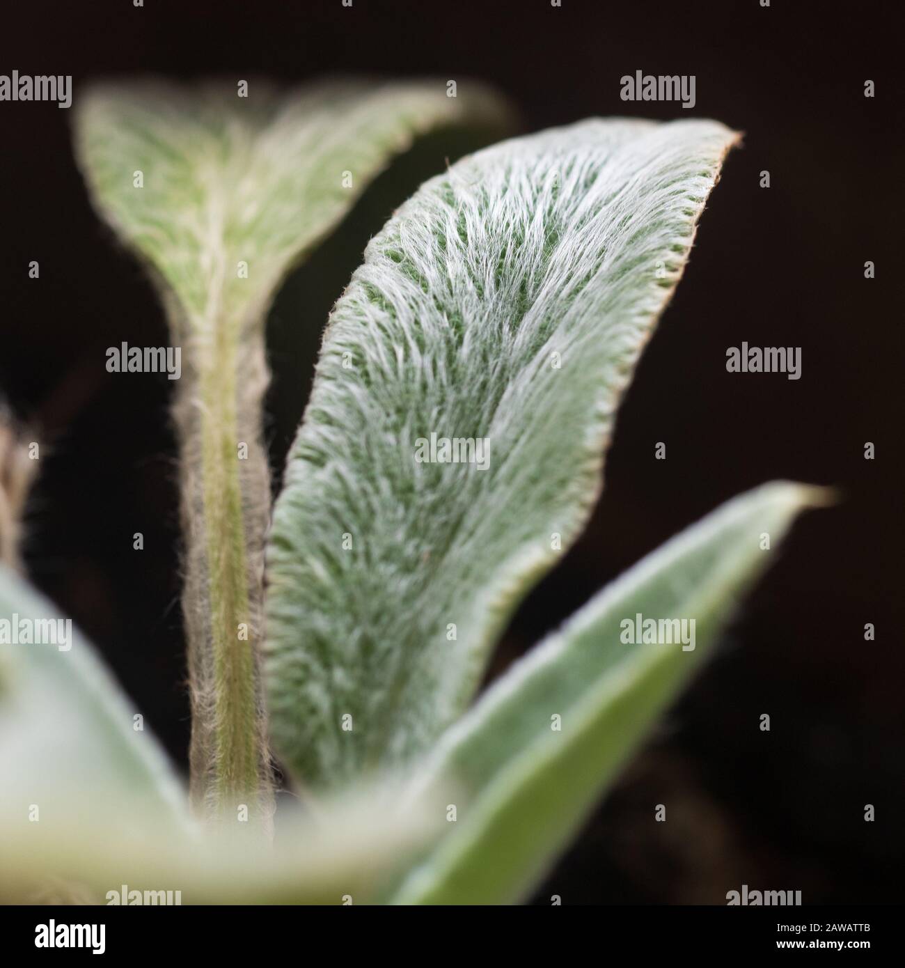 Soft furry plant leaves hi-res stock photography and images - Alamy