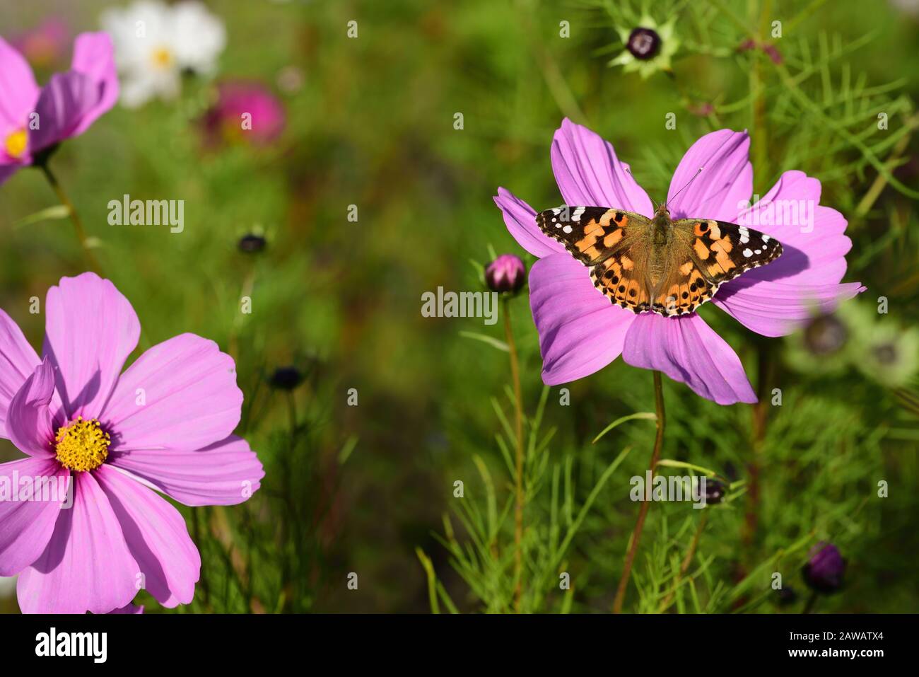 Close-up of a colorful bright flower meadow in summer with a colored butterfly looking for nectar. Stock Photo