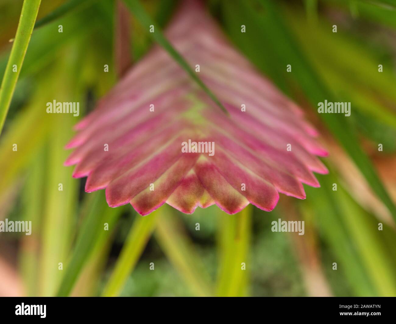 Pink quill plant bract, tillandsia Bromeliad, paddle shaped spikes the flowers will  bloom from and green blade-like leaves, Australian coastal garden Stock Photo