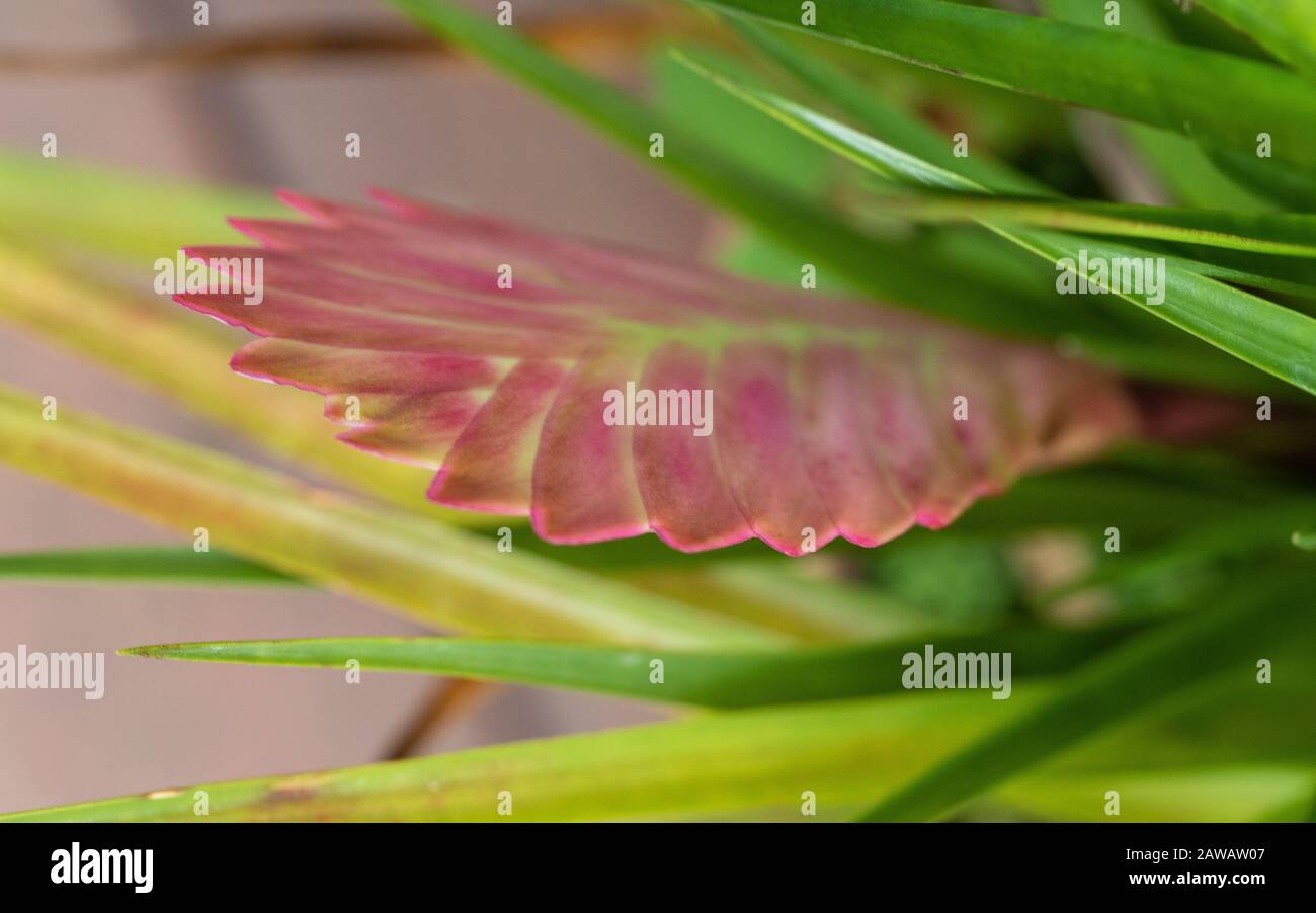 Pink quill plant bract, tillandsia Bromeliad, paddle shaped spikes the flowers will  bloom from and green blade-like leaves, Australian coastal garden Stock Photo