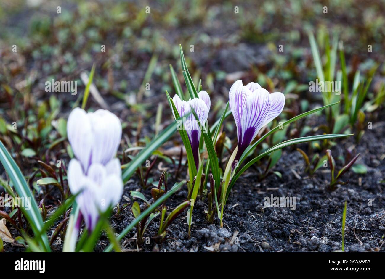Spring Nature Background With Flowering Violet Crocus In Early Spring Plural Crocuses In The Garden With Sunlight Stock Photo Alamy