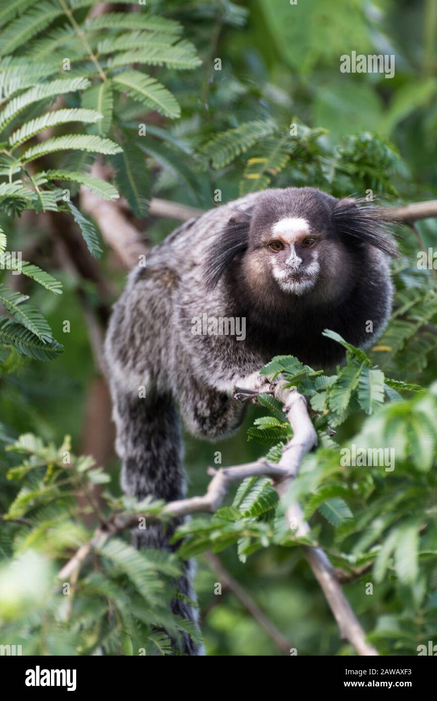 Very popular little monkey from Rio de Janeiro Brazil Stock Photo Alamy