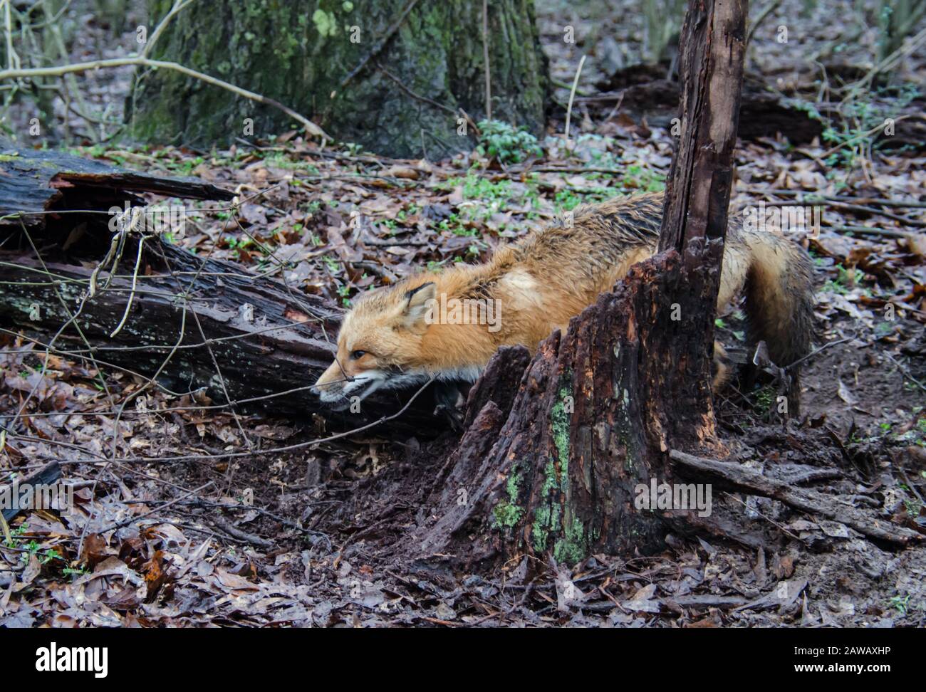 Red fox canine caught by trapper in live trap. Wildlife trapped in foothold trap. Management and recreational sport activity of animal trapping. Stock Photo