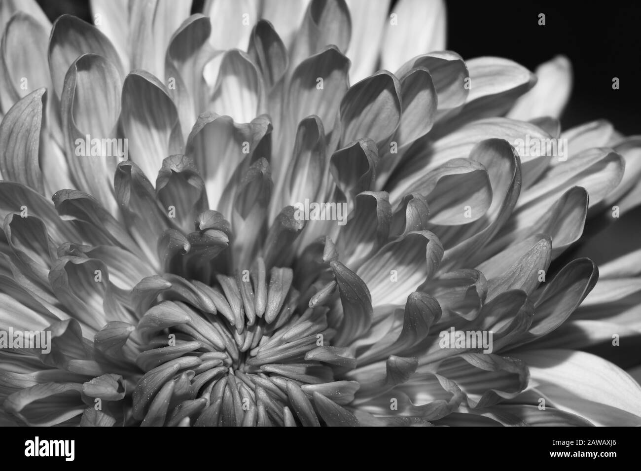 Dahlia detail Black and White Stock Photos & Images - Alamy