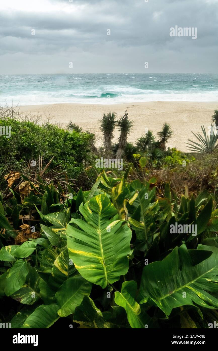 Super Natural Image of Green Leafy Plants and Itacoatiara Beach, Niterói RJ, in the Background. Stock Photo