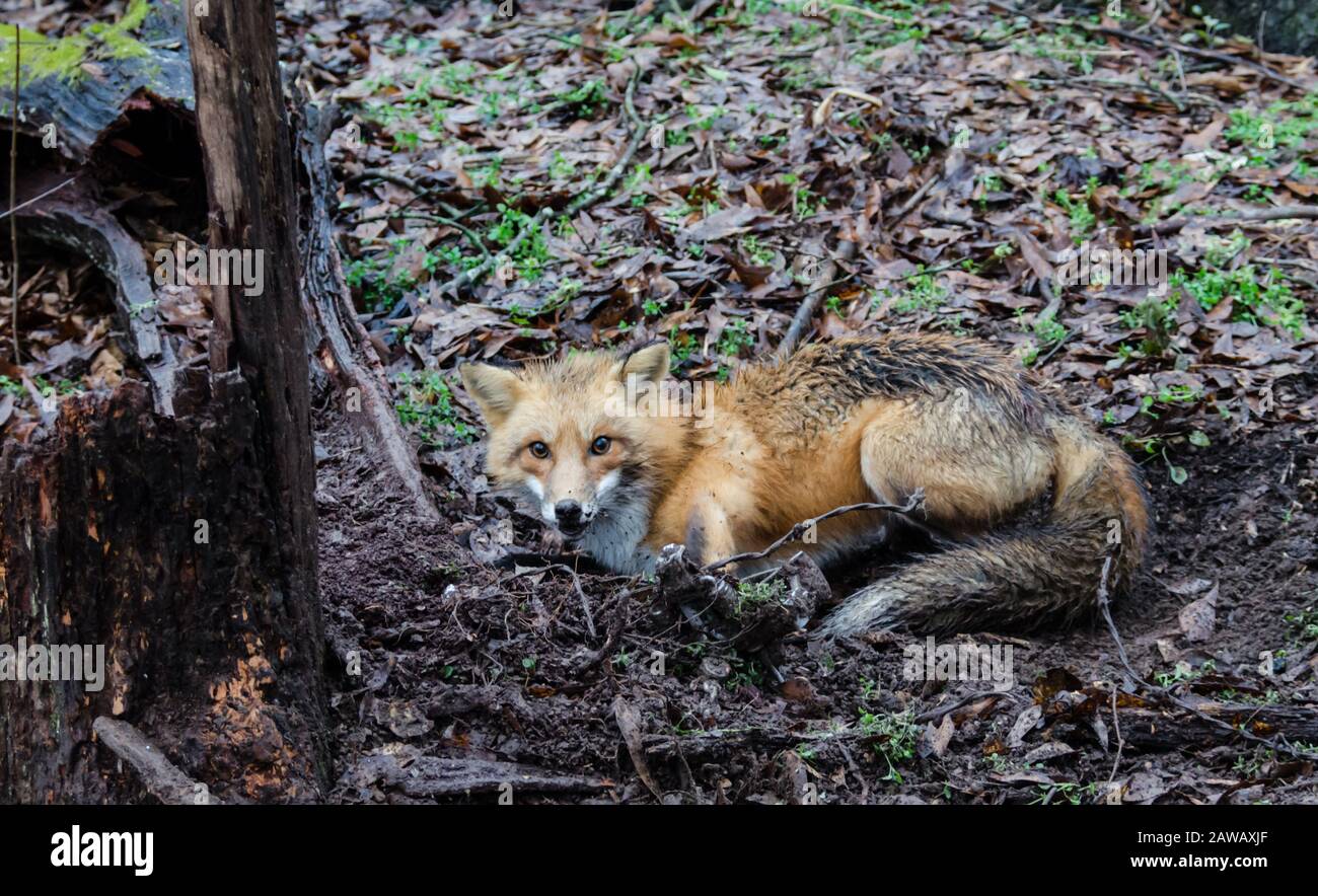 Red fox canine caught by trapper in live trap. Wildlife trapped in foothold trap. Management and recreational sport activity of animal trapping. Stock Photo