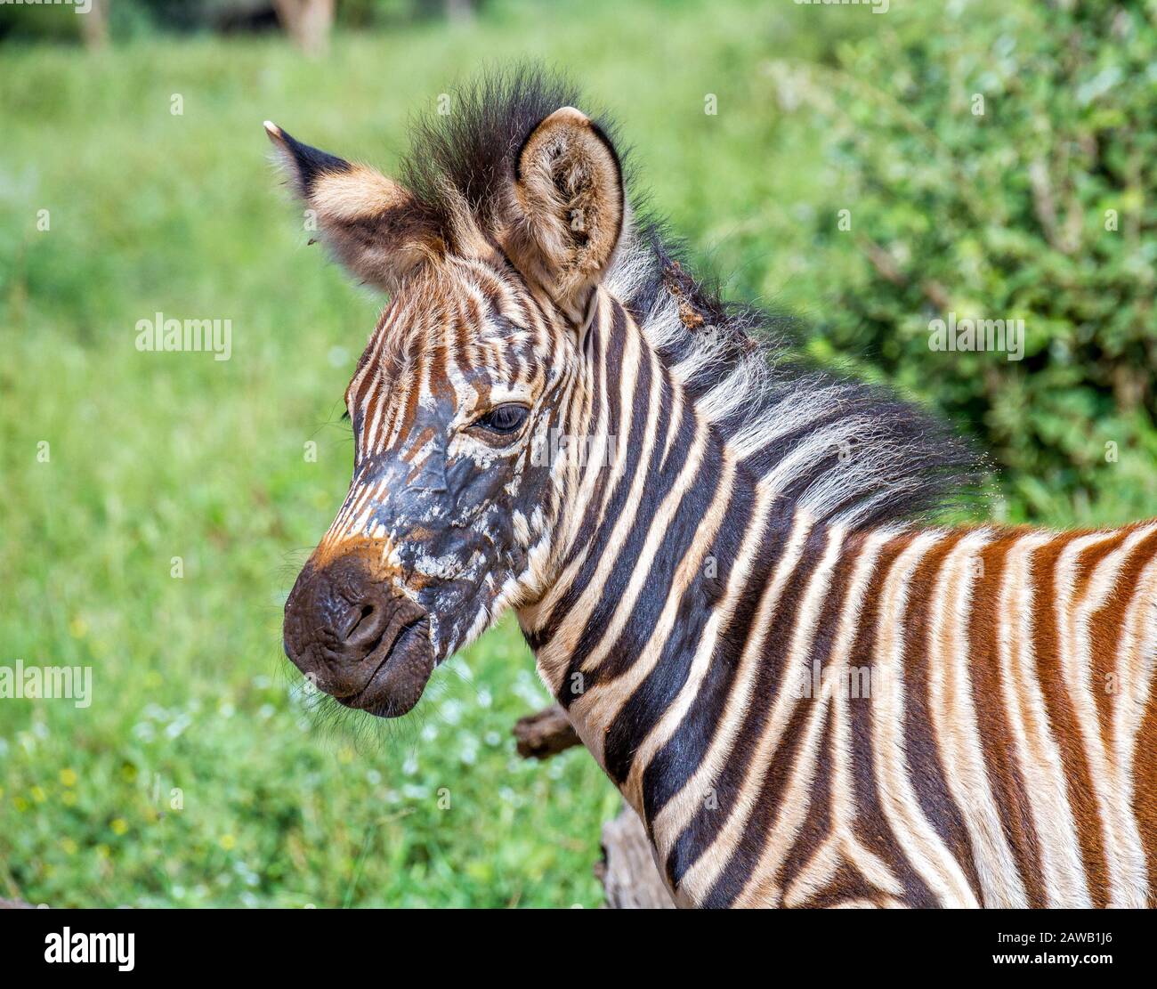 Portrait of a Burchell's zebra foal with unusual facial skin markings image in horizontal format Stock Photo