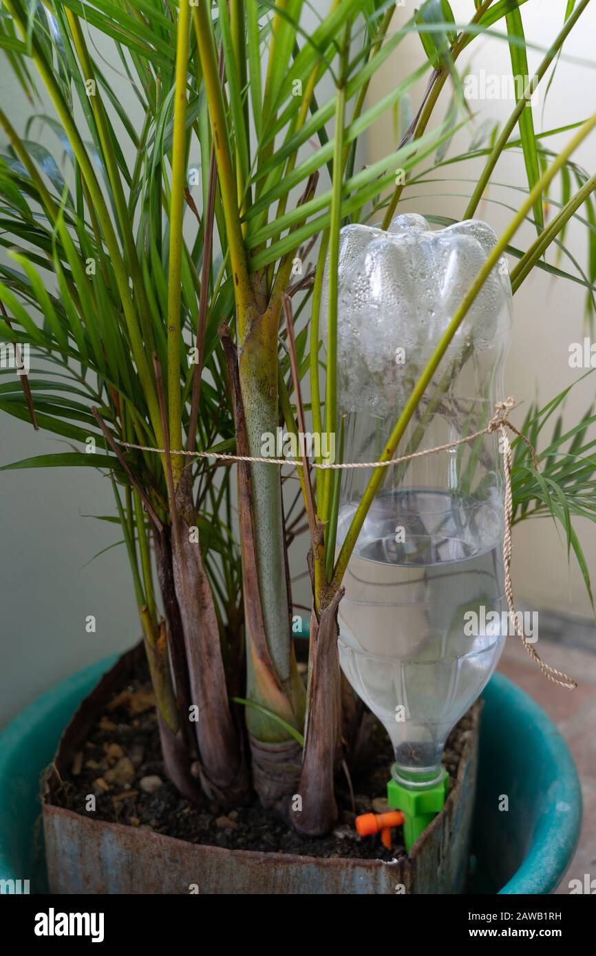 A one liter plastic drinks bottle recycled   by being fitted with a drip feeder and watering a plant on a balcony.The drip system can be configured al Stock Photo