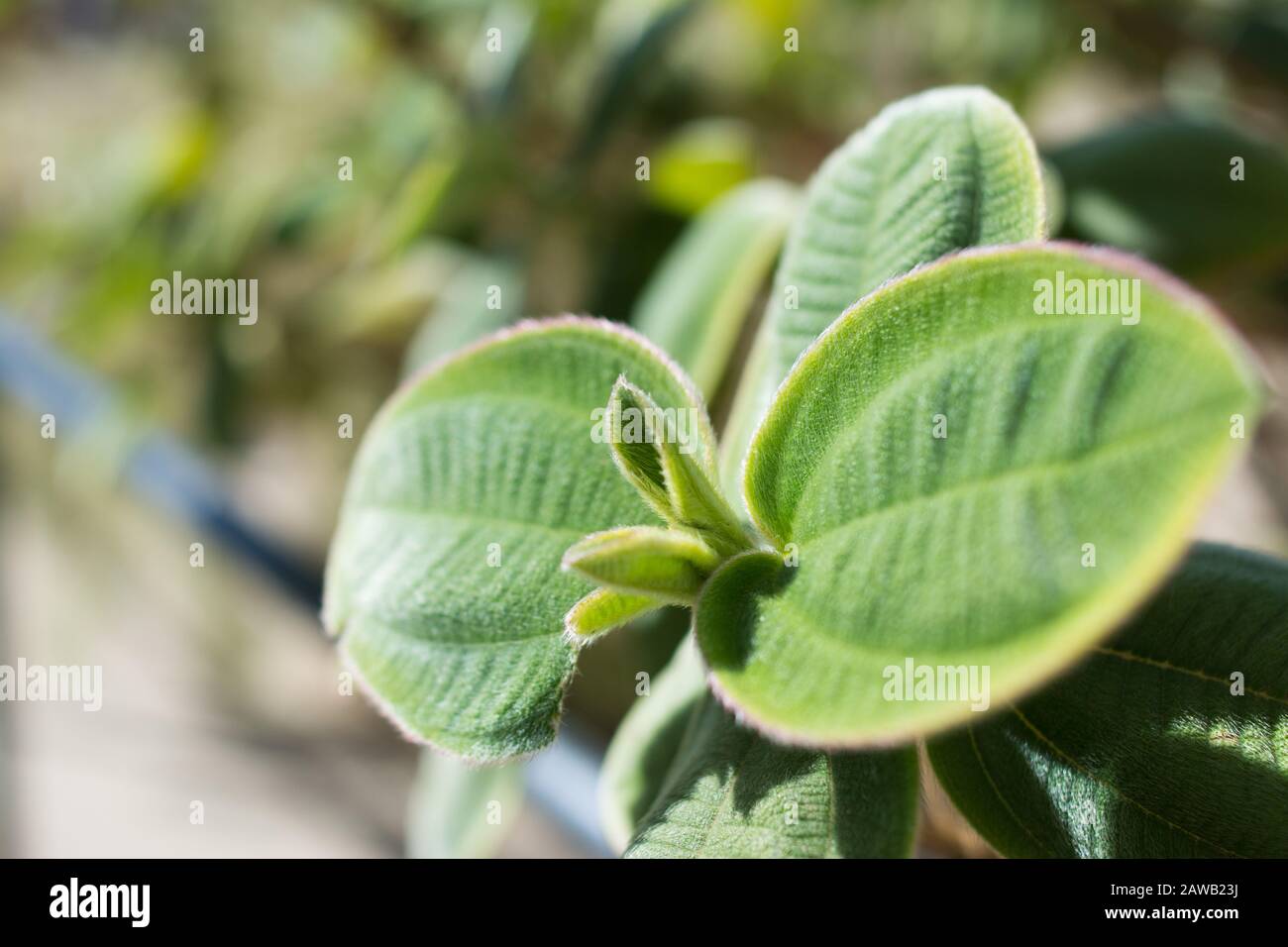Silver Shield - Plectranthus plant Stock Photo