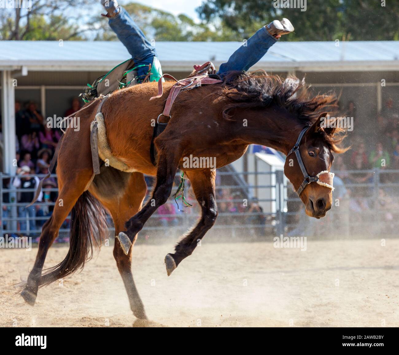 horse saddle at an Australian rodeo Stock Photo