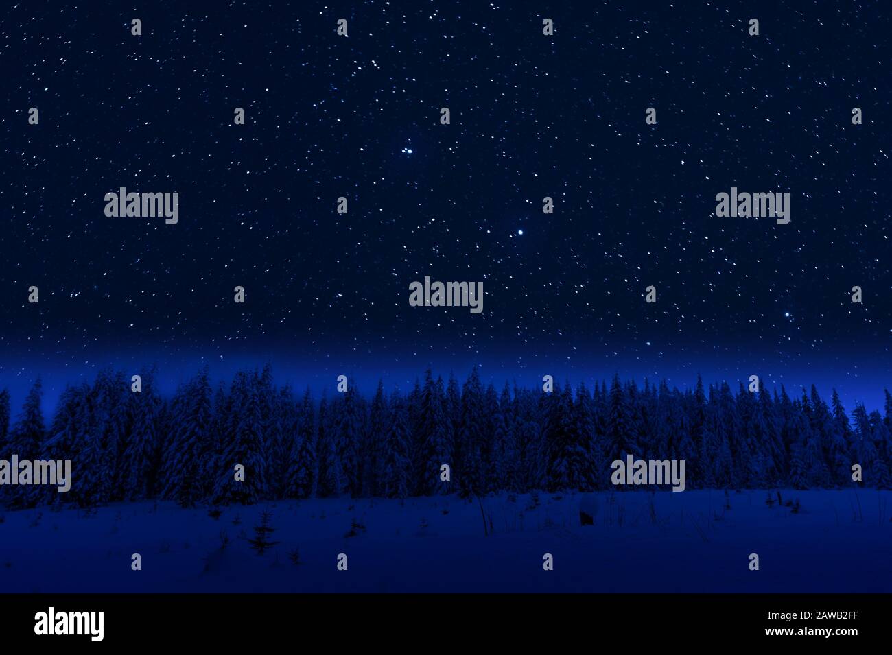 Night winter forest with snowy trees, landscape with white snow and stars in sky Stock Photo