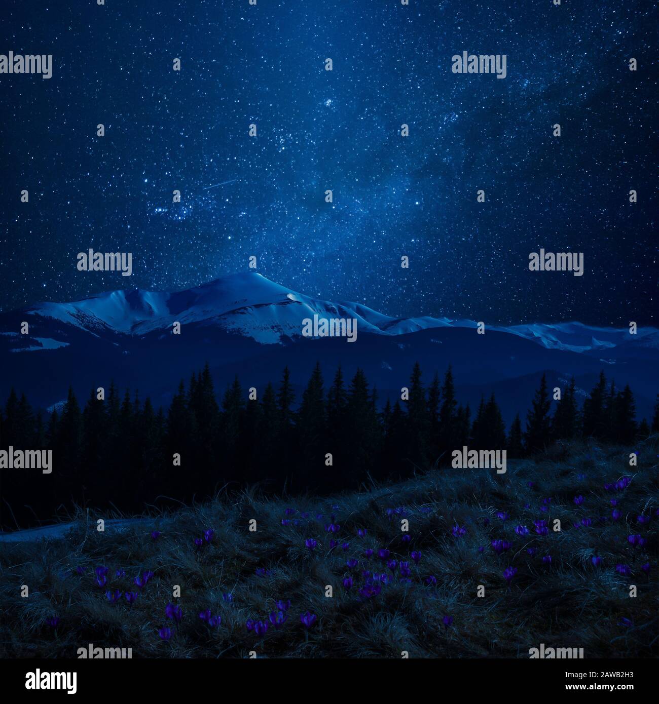 Spring night landscape with crocus flowers on meadow in mountains. Bright stars in sky. Seasonal nature floral background Stock Photo