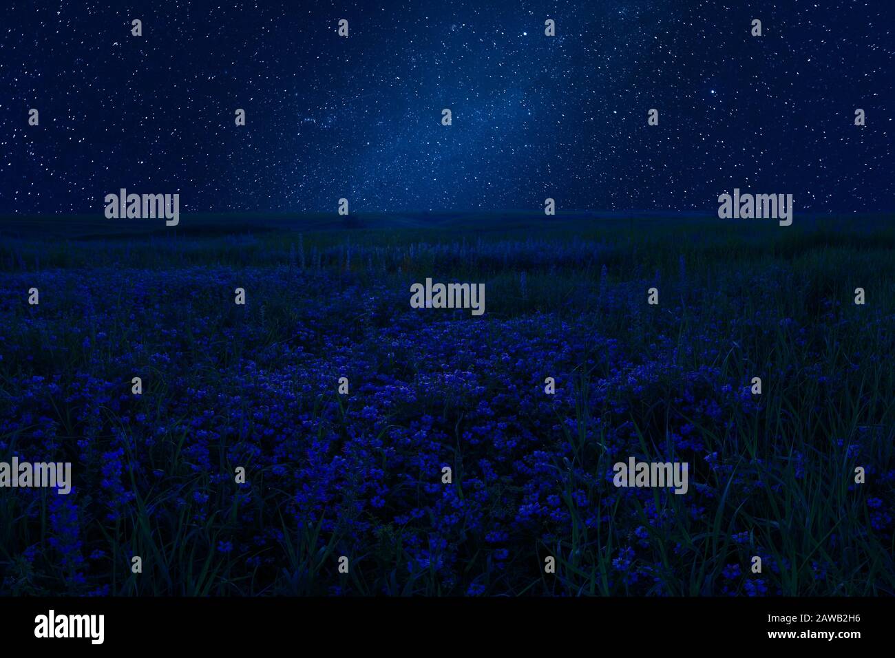 Night summer landscape with flowers on meadow and bright stars in sky. Nature floral background Stock Photo