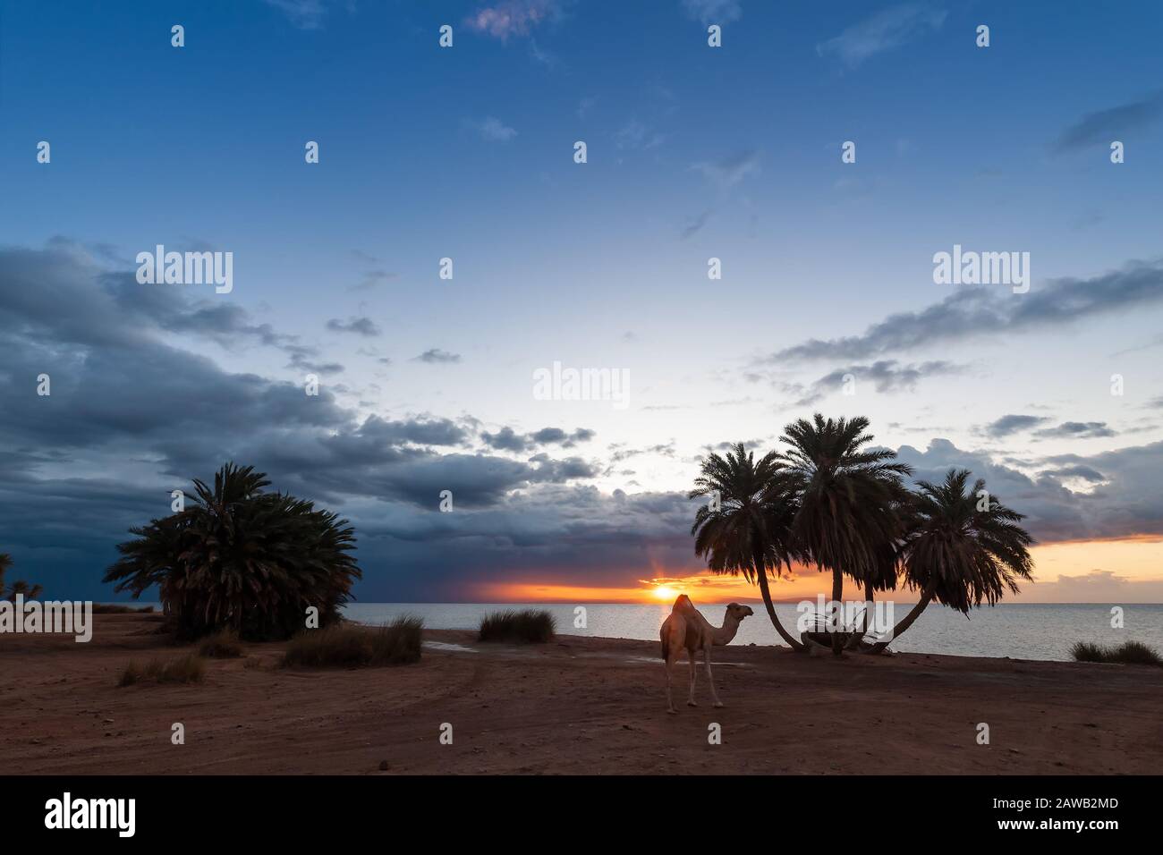 Summer landscape with palms and camel on sandy shore, majestic sunrise over sea. Beautiful vacation in paradise Stock Photo