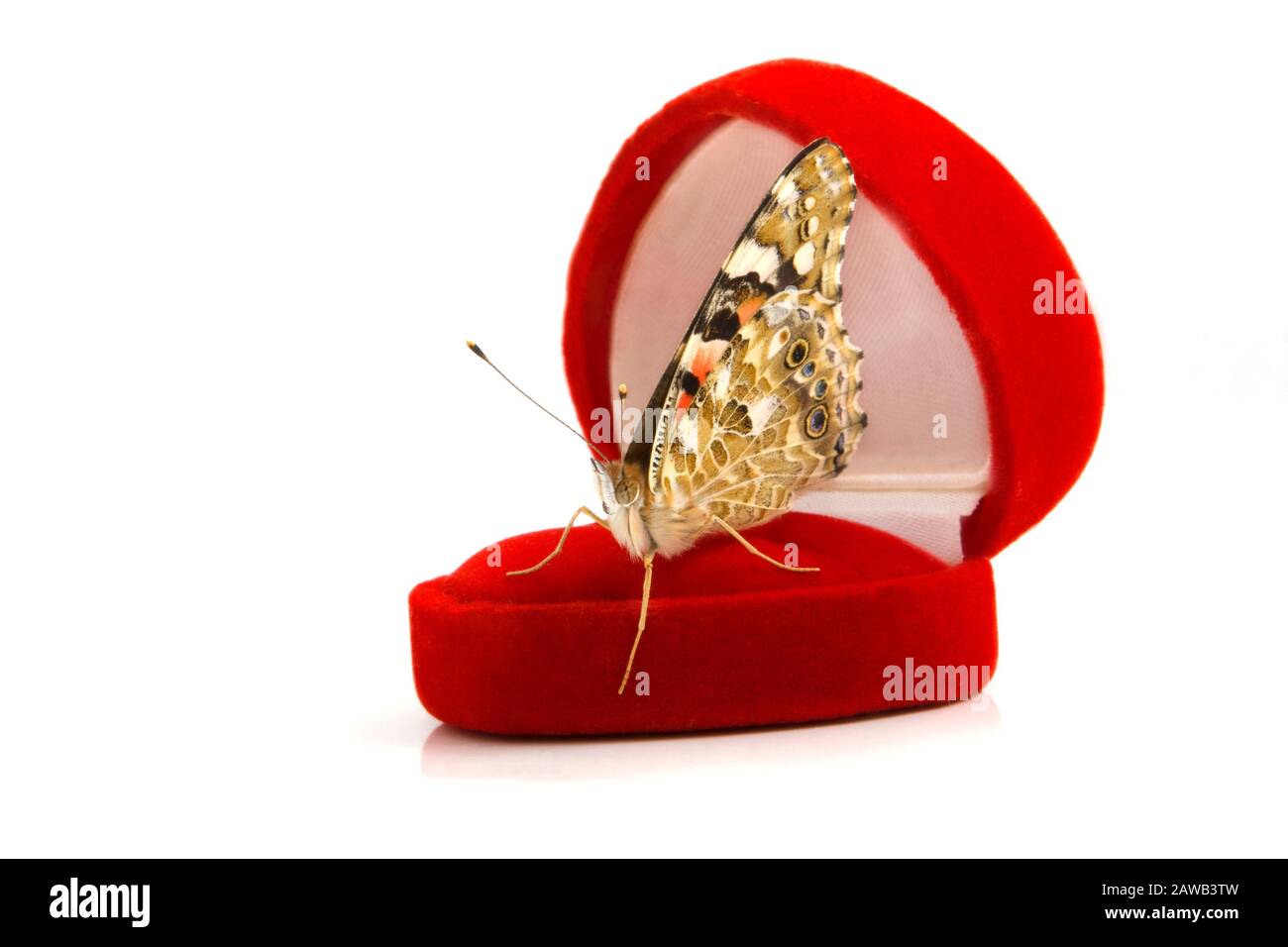 Image of a butterfly sitting on a red gift box for rings Stock Photo