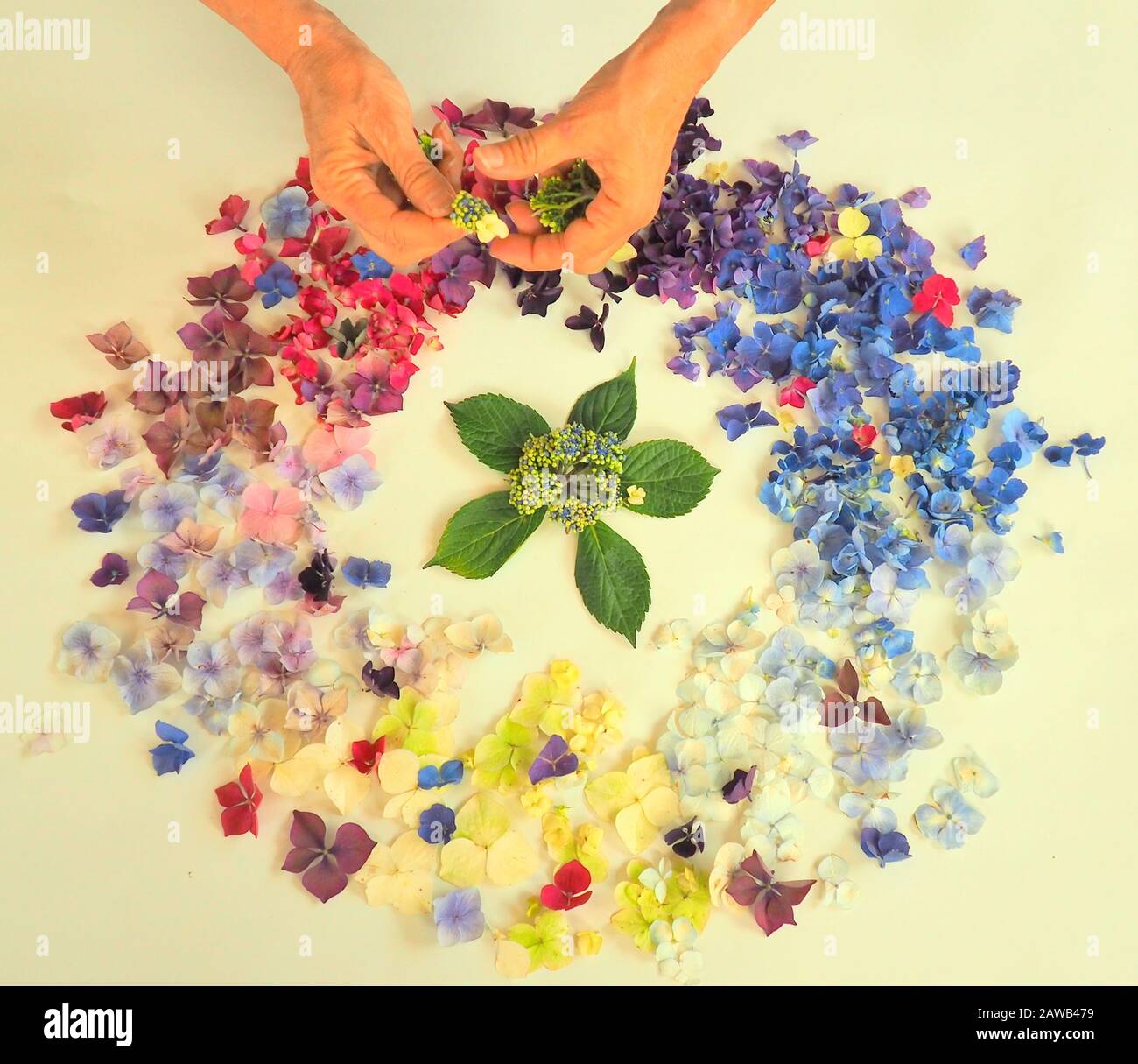 An artist arranges elements in a wreath of hydrangea petals Stock Photo
